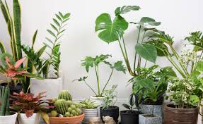 The Renter’s Guide to Indoor Plants: Boost Your Space, Mood & Air Quality